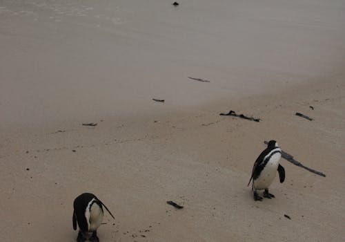 Rottnest Island heldag